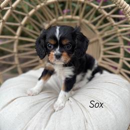 Sox - Black and tan female Cavalier King Charles Spaniel puppy in Herriman, Utah from Gypsi Doodles & Poodles LLC.