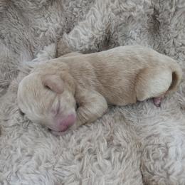 Boy 4 - Cream male Labradoodle puppy in Centerville, Utah from Reid Wasatch Doodles