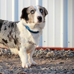 Cardigan Welsh Corgis and Pembroke Welsh Corgis from Bell S Ranch