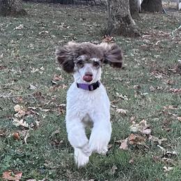 Charlotte - Poodle