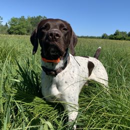 Whiskey - German Shorthaired Pointer