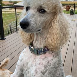 Poodles from Cardi the Poodle and Friends