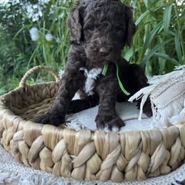 Goldendoodle Puppies from Dandelion Lane Doodles