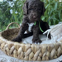 Goldendoodle Puppies from Dandelion Lane Doodles