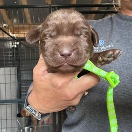 Lime green - Chocolate female Labrador Retriever puppy in Newton Grove, North Carolina from Wayalife Labradors & Gsp’s