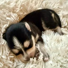 Constellation - Tri-color female Pomsky puppy in Titusville, Florida from River Enz Pomskies