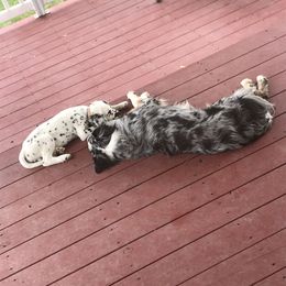 Dalmatian Puppies from Speckled Spots Dalmatians