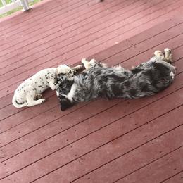 Dalmatian Puppies from Speckled Spots Dalmatians