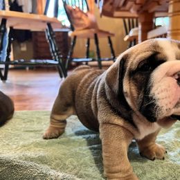 Bulldog Puppies from K&D Bulldogs