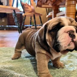 Bulldog Puppies from K&D Bulldogs