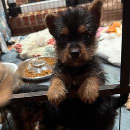 Bren - Black and tan female Norwich Terrier puppy in Blountville, Tennessee from Parker Place  Puppies (Mini schnauzers and Norwich Terriers)