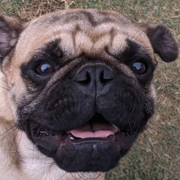 Pugs from Waylack Kennels