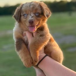 Marie - Red merle female Miniature Australian Shepherd puppy in Yantis, Texas from Marie Mini Aussies