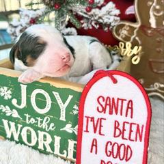 Spirit - male Australian Mountain Doodle puppy in Miami, Florida from Jade’s Paws & Co. Of Miami LLC
