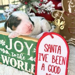 Spirit - male Australian Mountain Doodle puppy in Miami, Florida from Jade’s Paws & Co. Of Miami LLC