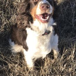 Basset Hounds and English Springer Spaniels from K&S Canines
