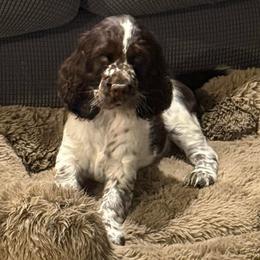 Honey - White and liver female English Springer Spaniel puppy in Newport News, Virginia from Sara's English Springer Spaniels