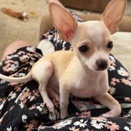 Pinto - Cream and white male Chihuahua puppy in Amity, Pennsylvania from Rhoda and Verna