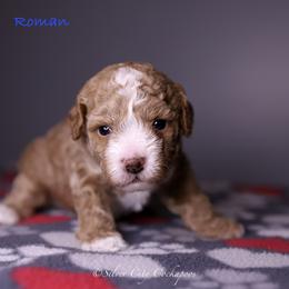 Roman - Red male Cockapoo puppy in Canastota, New York from Silver City Cockapoos
