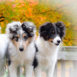 Shetland Sheepdog Puppies from Caraid Shelties