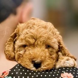 Prince - Red male Cockapoo puppy in Utica, Ohio from Poodle Me Crazy