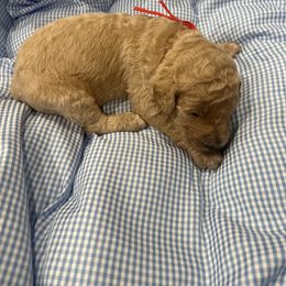 Teddy - Apricot male Poodle puppy in Mobile, Alabama from Semmy’s Standard Poodle LLC