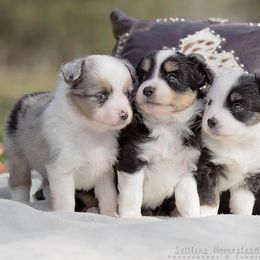 Miniature Australian Shepherds and Toy Australian Shepherds from Royal Spur Aussies