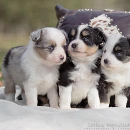 Miniature Australian Shepherds and Toy Australian Shepherds from Royal Spur Aussies