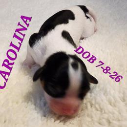 AKC CAROLINA - Tri-color female Cavalier King Charles Spaniel puppy in Joplin, Missouri, Missouri from HOL-A-DA CAVALIERS