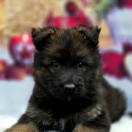 Regulus - Green Collar - Sable male German Shepherd puppy in Hawthorne, Florida from Lace's High Flying German Shepherds And Golden Retrievers