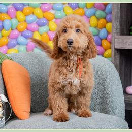 Blizzard - Red  male Goldendoodle puppy in Connersville, Indiana from Deaz Doodle Ranch