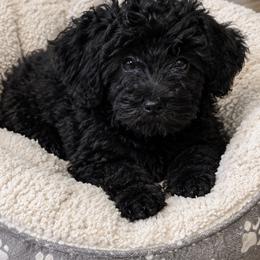 Rachel - Black female Goldendoodle puppy in Dallas, Texas from Bishop Golden Doodles