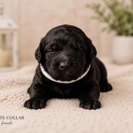 White collar - Black female Goldendoodle puppy in Aurora, Illinois from Chicago Goldendoodles