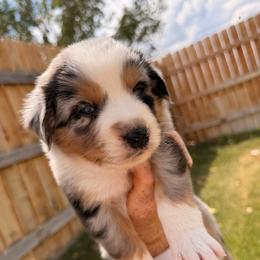 Tiana - Blue merle female Australian Shepherd puppy in Vernal, Utah from Dancing M Australian Shepherds