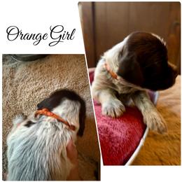 Maple - Brown and gray female Wirehaired Pointing Griffon puppy in California from Rocking S Griffons