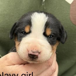 Navy girl - Black, white and red female Greater Swiss Mountain Dog puppy in Woodland, Washington from Woodland Swissie’s