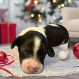 Sandi - Piebald female Dachshund puppy in Sharon Springs, New York from Show Us The Way Homestead