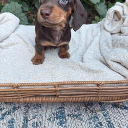 Chocolate and tan shorthair - Chocolate and tan male Dachshund puppy in Manteca, California from Sweet and Low Dachshunds