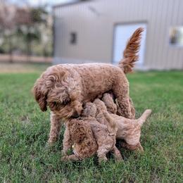 Double Doodle and Goldendoodle Puppies from Big Red Paw Doodles
