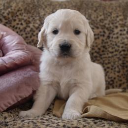 Brown Collar - Light golden male Golden Retriever puppy in Roseburg, Oregon from Unbound Goldens