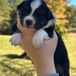 Raven - Black tri female Miniature American Shepherd puppy in Greenwood, Indiana from Barnaby’s Barn Dog’s