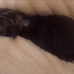 Flower - Dapple male Dachshund puppy in Hiddenite, North Carolina from Dannie's Doxies