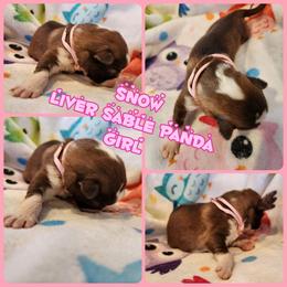 Snow - Panda female German Shepherd puppy in Los Lunas, New Mexico from Mali's German Shepherds