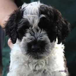 Portuguese Water Dog Puppies from Miraval Portuguese Water Dogs