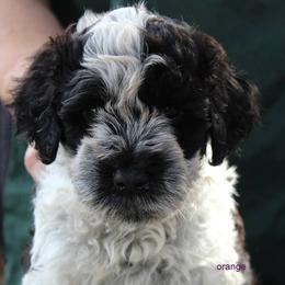 Portuguese Water Dog Puppies from Miraval Portuguese Water Dogs