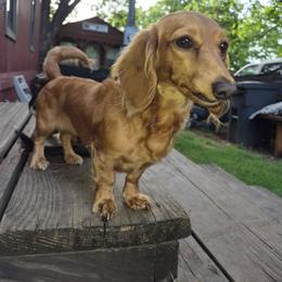 Vienna - Dachshund