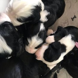 Assorted Doodle Crosses and Bernedoodles from Bernadoodles of long Island