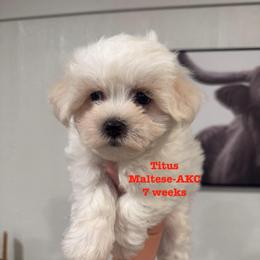 Titus - White male Maltese puppy in Paden, Oklahoma from Logan's Perfect Puppies
