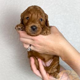 Brie - Red  female Goldendoodle puppy in Murrieta, California from Apricot Poodles & Goldendoodles, LLC