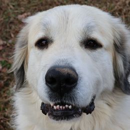 Anatolian Shepherd Dogs and Great Pyrenees from Three Little Birds Farm